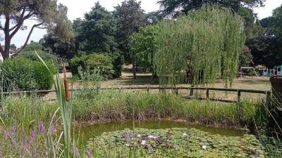 zanzare laghetto parco